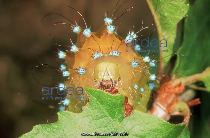 : Great Emperor MOTH - caterpillar / larvae : Great Emperor MOTH - caterpillar / larvae