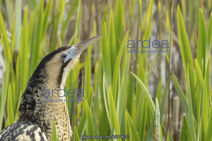 : Great or Eurasian bittern (Botaurus stellaris) adult bird head portrait : Great or Eurasian bittern (Botaurus stellaris) adult bird head portrait