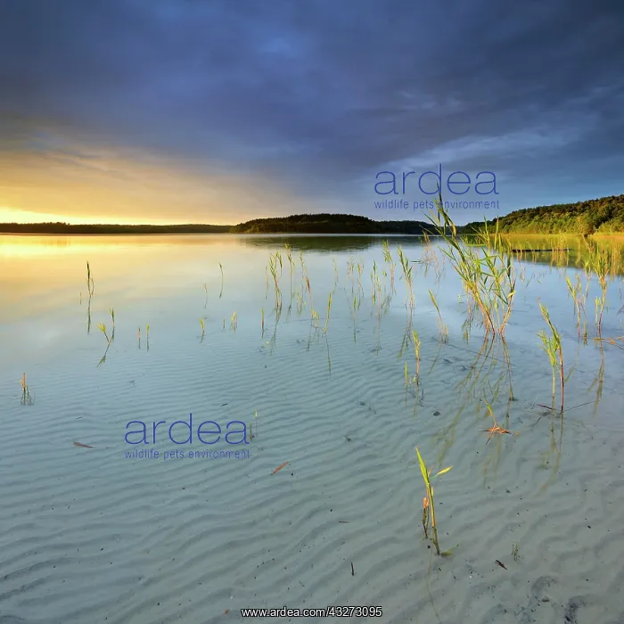 : Great F&, x32cf496e;see lake with reeds, clear water : Great F&, x32cf496e;see lake with reeds, clear water