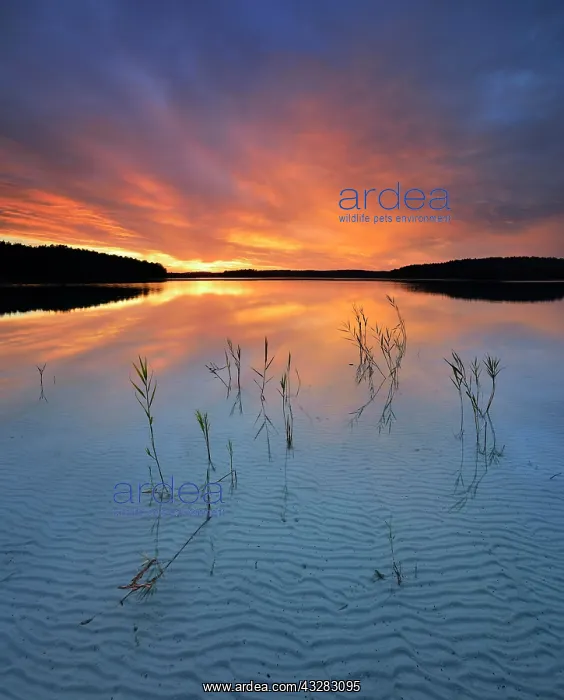 : Great F&, x32cf496e;see lake with reeds, clear water : Great F&, x32cf496e;see lake with reeds, clear water