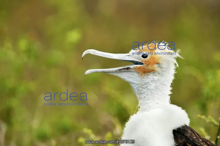 : Great Fregate Bird : Great Fregate Bird