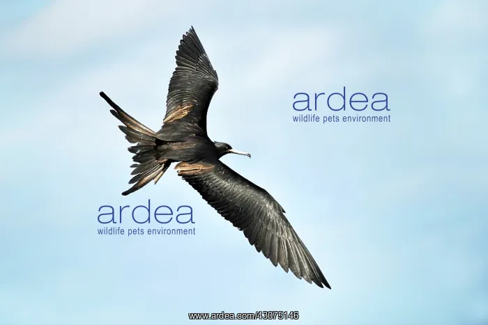 : Great Fregate Bird : Great Fregate Bird