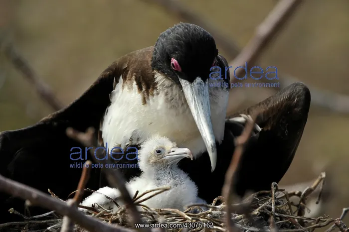 : Great Fregate Bird : Great Fregate Bird