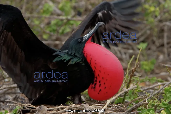 : Great Frigate Bird courtship display : Great Frigate Bird courtship display