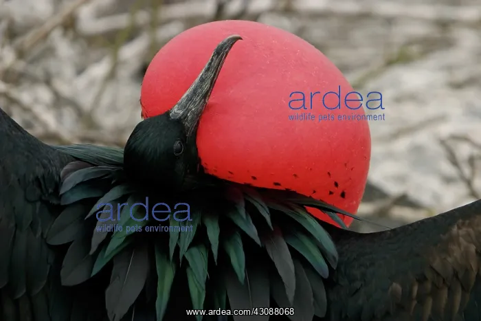 : Great Frigate Bird, Courtship Display : Great Frigate Bird, Courtship Display