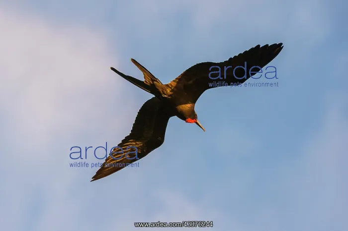 : Great Frigate bird (Fregata minor ridgwayi), South : Great Frigate bird (Fregata minor ridgwayi), South