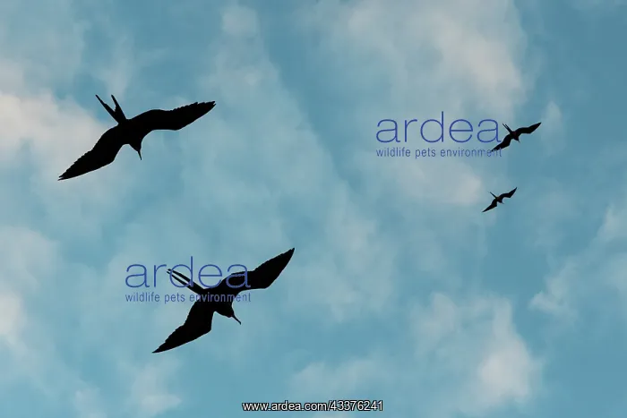 : Great Frigate birds (Fregata minor ridgwayi), South : Great Frigate birds (Fregata minor ridgwayi), South