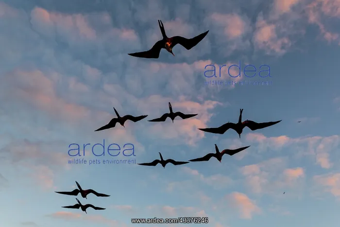 : Great Frigate birds (Fregata minor ridgwayi), South : Great Frigate birds (Fregata minor ridgwayi), South