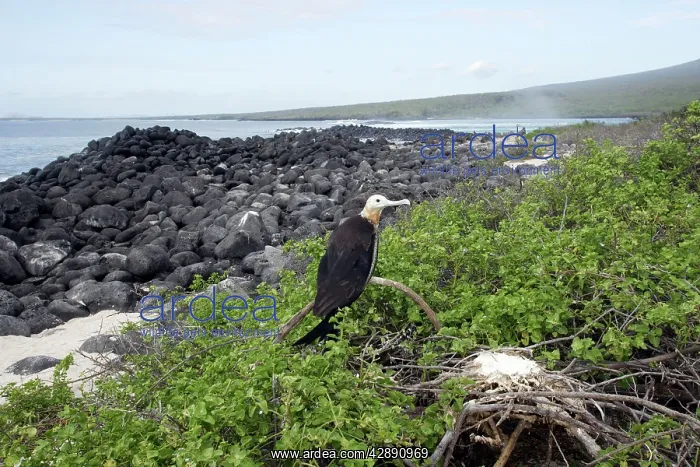 : Great Frigatebird : Great Frigatebird