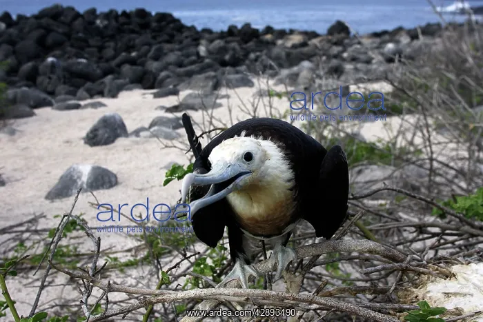 : Great Frigatebird : Great Frigatebird