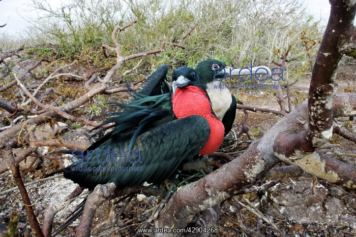 : Great Frigatebird : Great Frigatebird