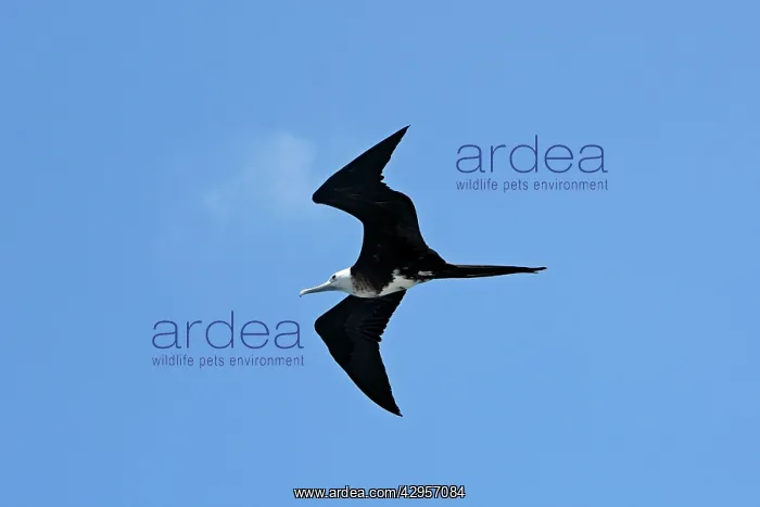 : Great Frigatebird : Great Frigatebird
