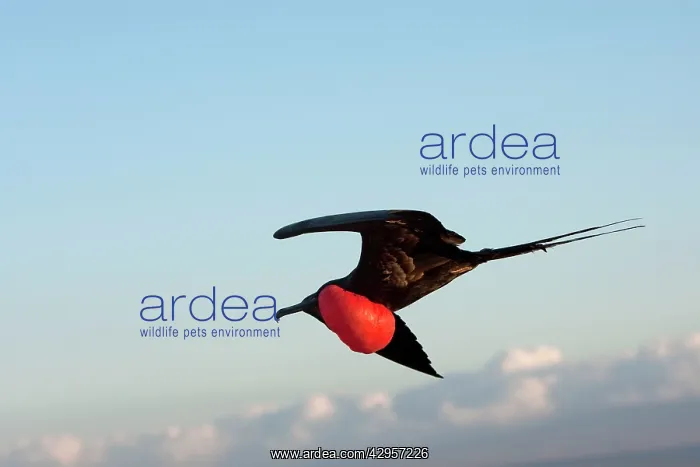 : Great Frigatebird : Great Frigatebird