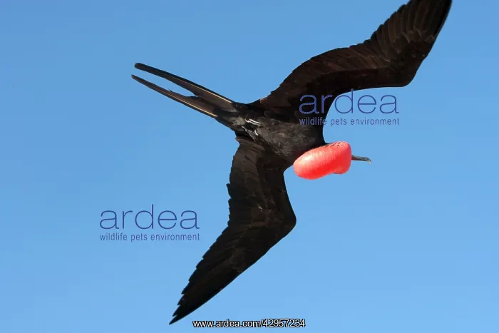 : Great Frigatebird : Great Frigatebird