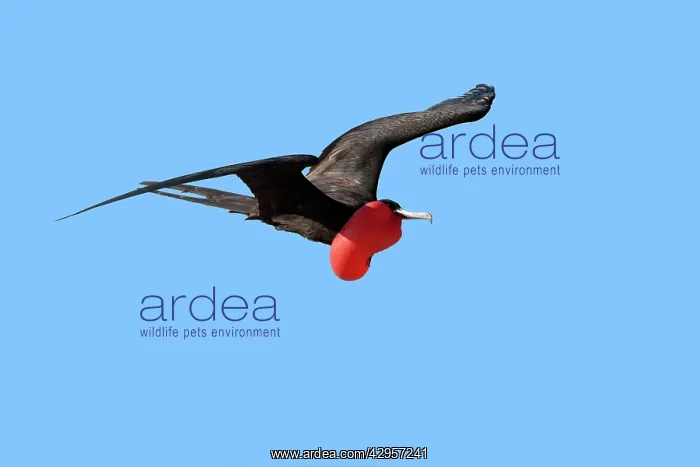 : Great Frigatebird : Great Frigatebird