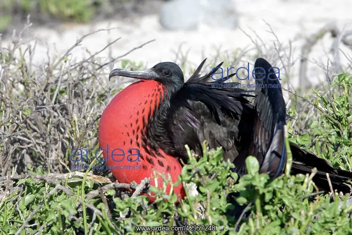 : Great Frigatebird : Great Frigatebird