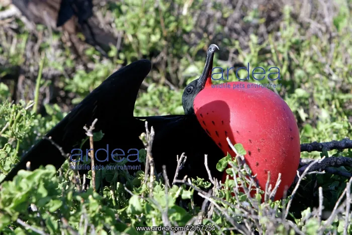 : Great Frigatebird : Great Frigatebird