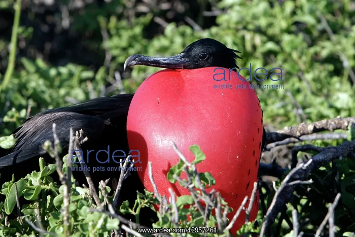 : Great Frigatebird : Great Frigatebird