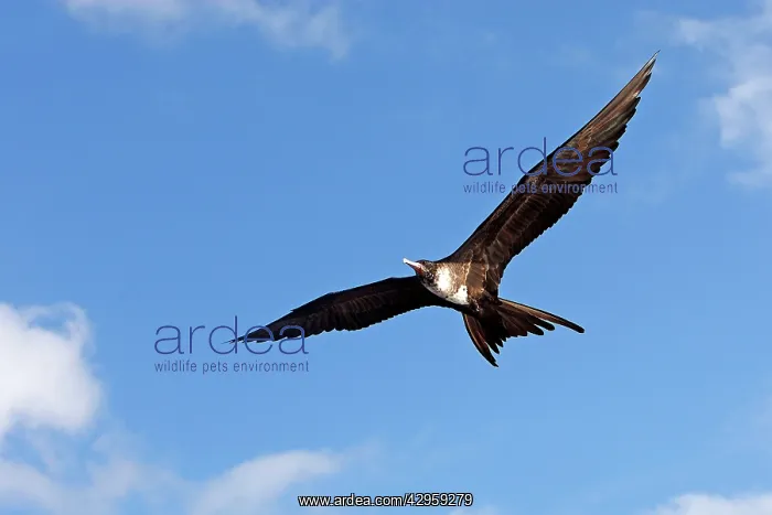 : Great Frigatebird : Great Frigatebird