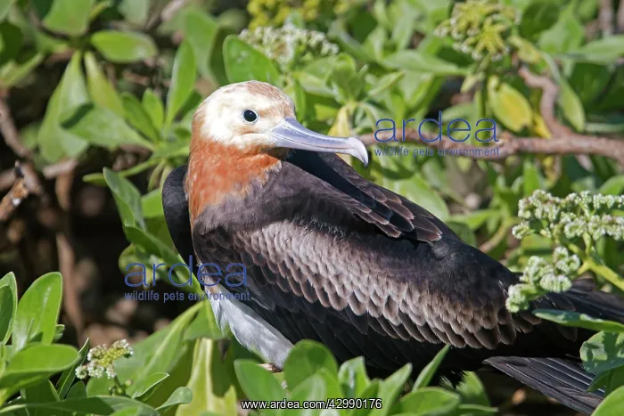 : Great Frigatebird : Great Frigatebird