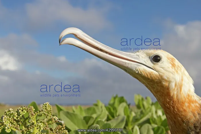 : Great Frigatebird : Great Frigatebird