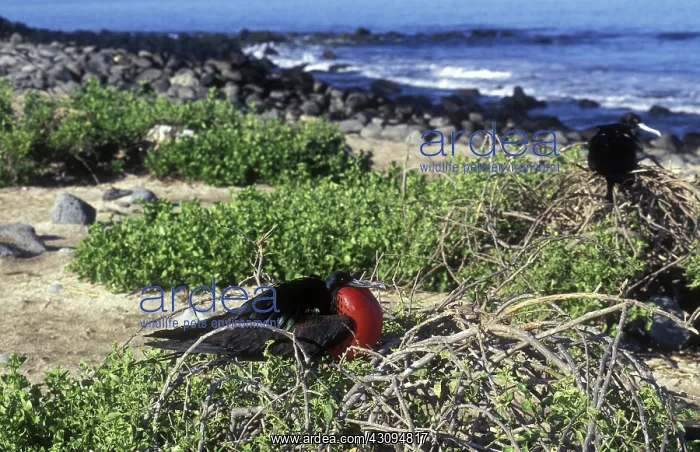 : Great Frigatebird : Great Frigatebird