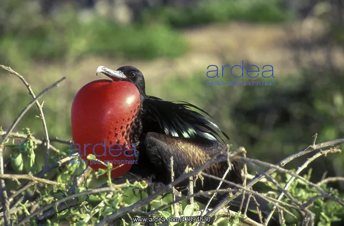 : Great Frigatebird : Great Frigatebird