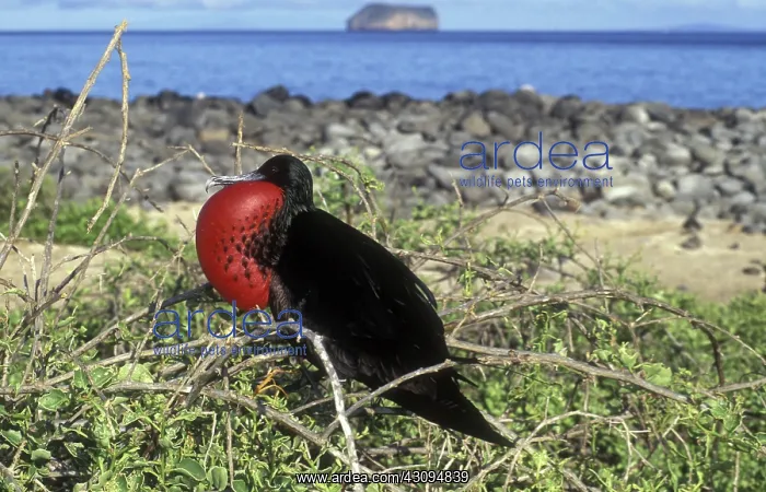 : Great Frigatebird : Great Frigatebird
