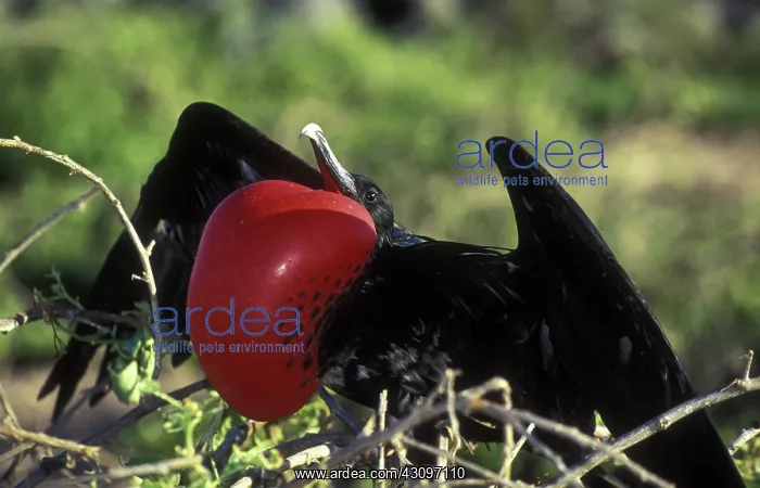 : Great Frigatebird : Great Frigatebird