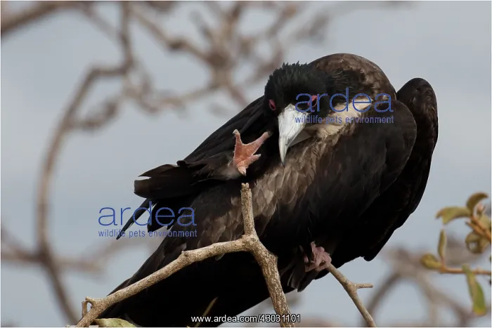 : Great Frigatebird - An adult female head scratching : Great Frigatebird - An adult female head scratching