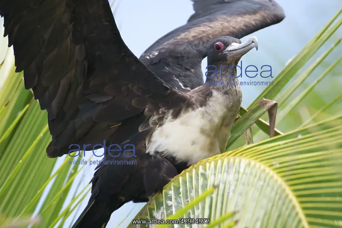 : Great Frigatebird adult female - with wings outstretched : Great Frigatebird adult female - with wings outstretched