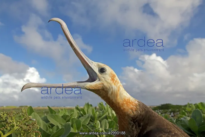 : Great Frigatebird - calling : Great Frigatebird - calling