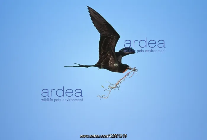 : Great Frigatebird - carrying nesting material : Great Frigatebird - carrying nesting material