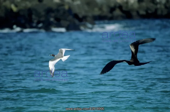 : Great Frigatebird - chasing Swallowtail Gull (Larus : Great Frigatebird - chasing Swallowtail Gull (Larus