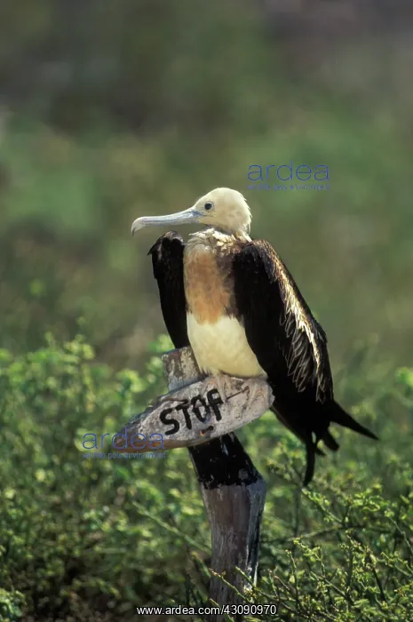 : Great Frigatebird chick perched on sign : Great Frigatebird chick perched on sign