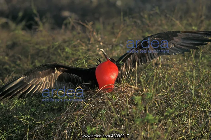 : Great Frigatebird courtship display : Great Frigatebird courtship display