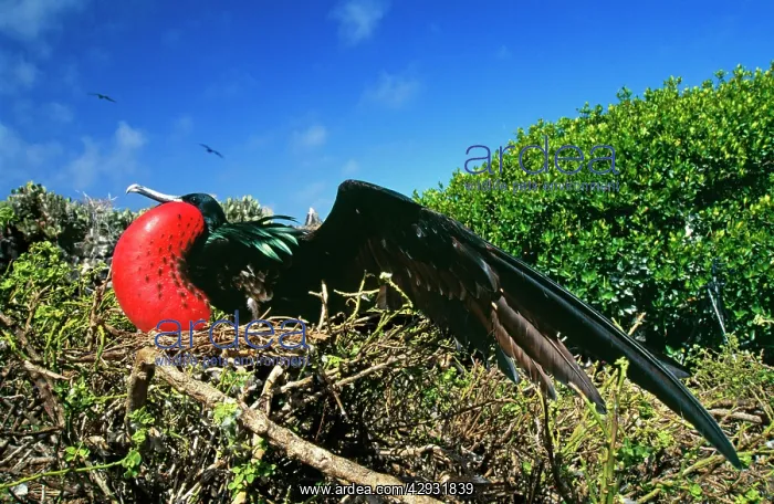: Great Frigatebird - displaying : Great Frigatebird - displaying