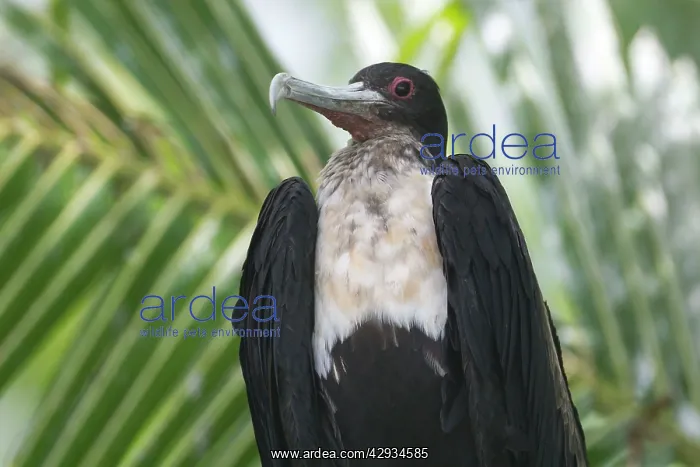 : Great Frigatebird - female : Great Frigatebird - female
