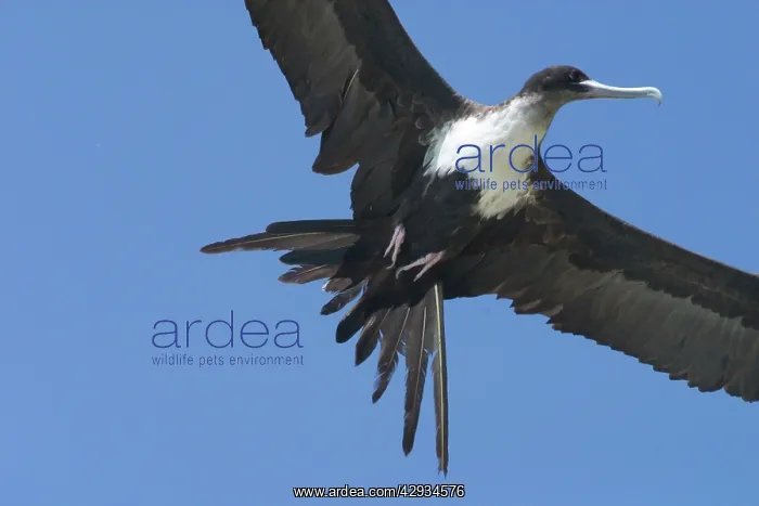 : Great Frigatebird - Female in flight : Great Frigatebird - Female in flight