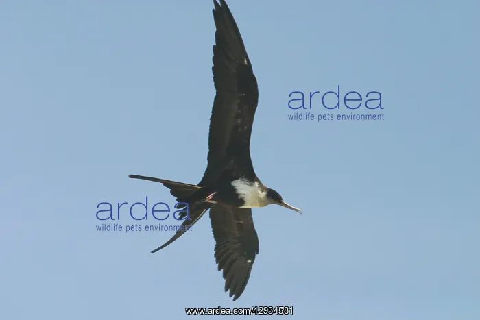 : Great Frigatebird - female in flight : Great Frigatebird - female in flight