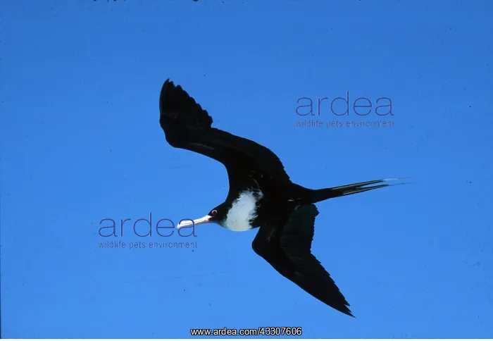 : GREAT FRIGATEBIRD - female in flight : GREAT FRIGATEBIRD - female in flight