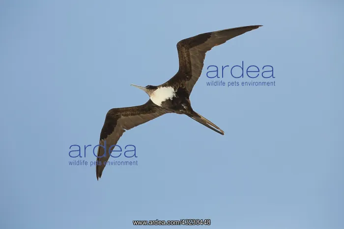 : Great Frigatebird female soaring over Michaelmas Cay : Great Frigatebird female soaring over Michaelmas Cay