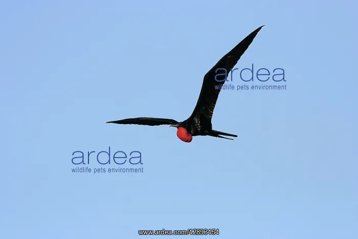 : Great Frigatebird - in flight : Great Frigatebird - in flight