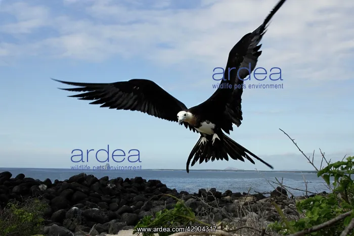 : Great Frigatebird - in flight : Great Frigatebird - in flight