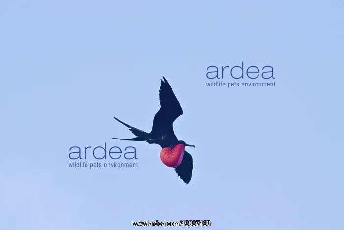 : Great frigatebird in flight : Great frigatebird in flight