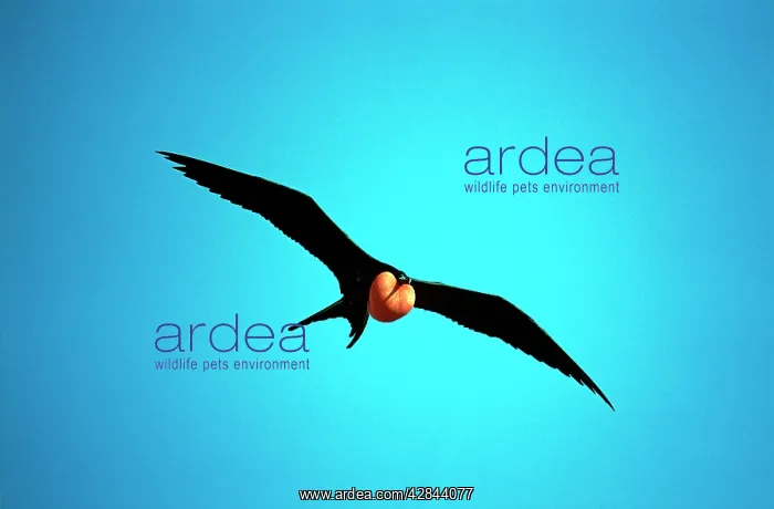: Great Frigatebird - in flight, inflated throat pouch : Great Frigatebird - in flight, inflated throat pouch