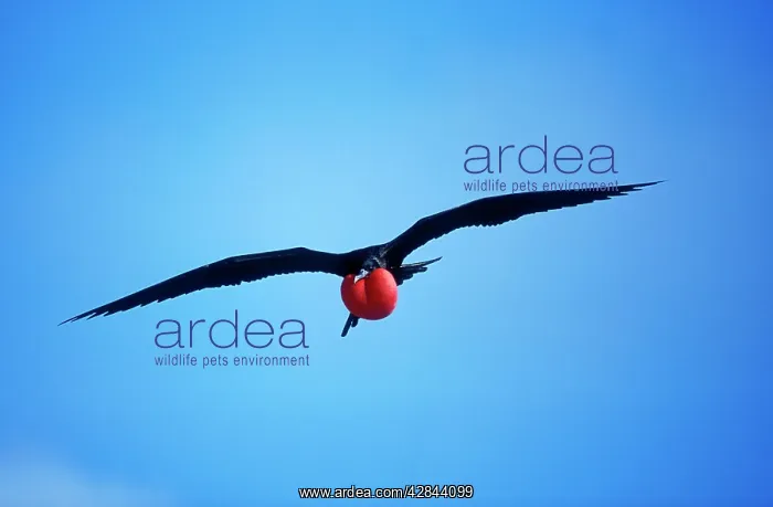 : Great Frigatebird - in flight, inflated throat pouch : Great Frigatebird - in flight, inflated throat pouch