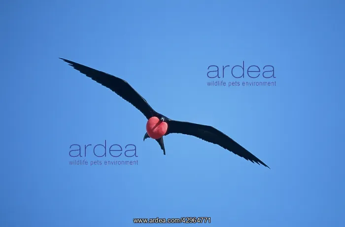: Great Frigatebird - in flight with inflated throat pouch : Great Frigatebird - in flight with inflated throat pouch