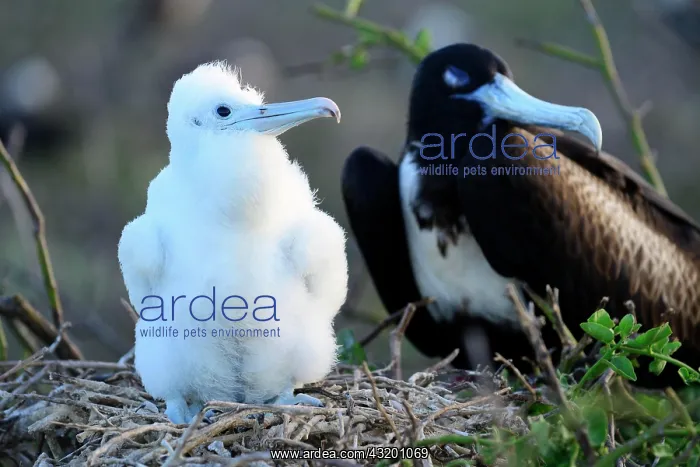 : Great Frigatebird (Fregata minor), chick and female : Great Frigatebird (Fregata minor), chick and female