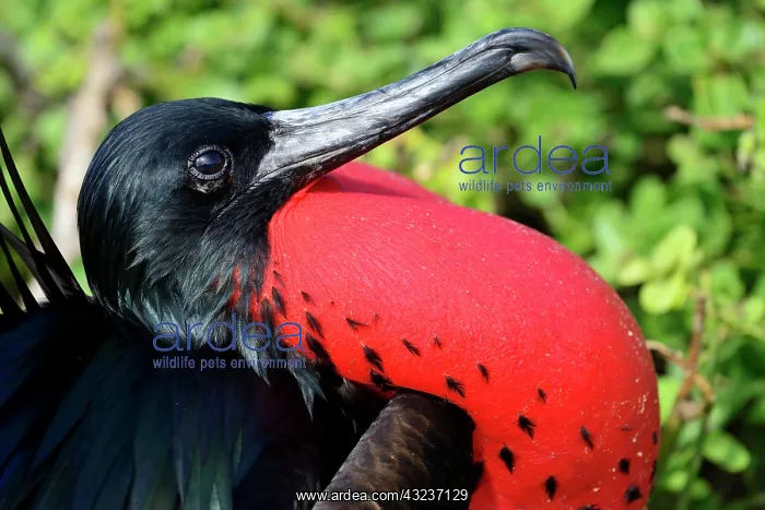 : Great Frigatebird (Fregata minor), male, with inflated : Great Frigatebird (Fregata minor), male, with inflated